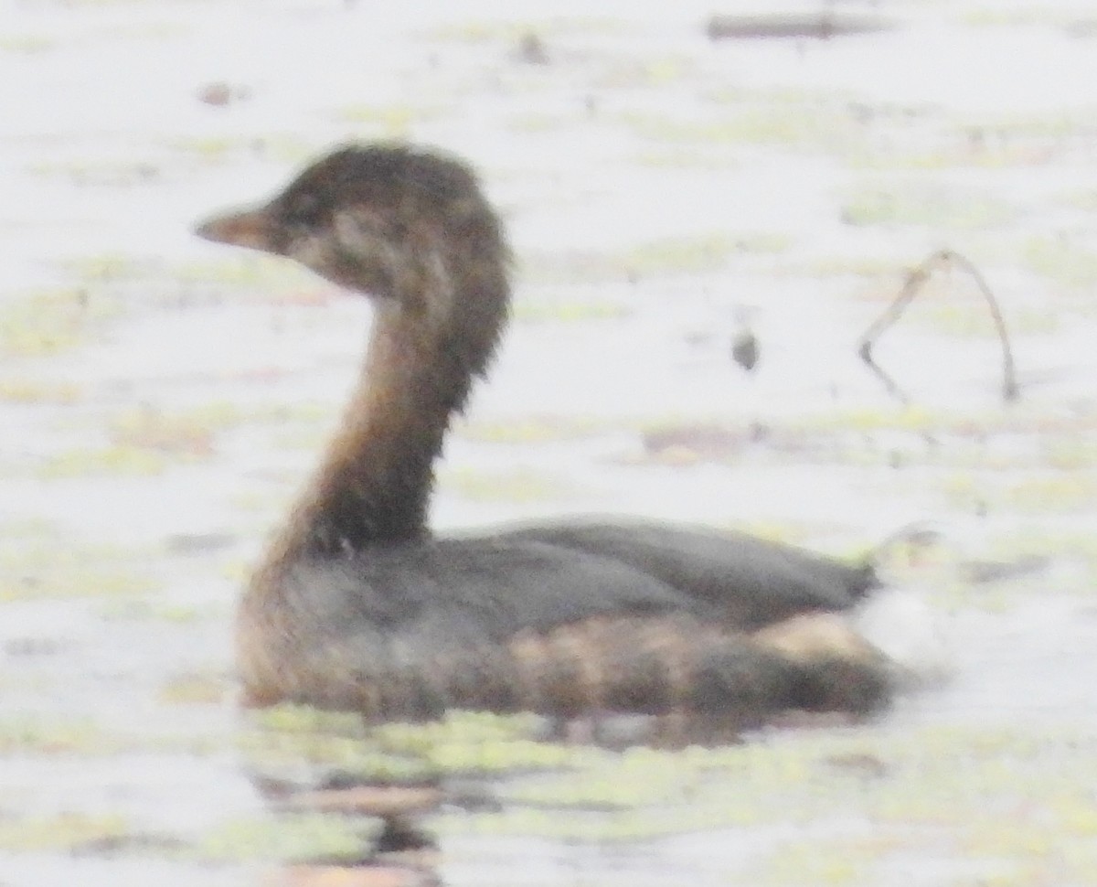 Pied-billed Grebe - ML624189471