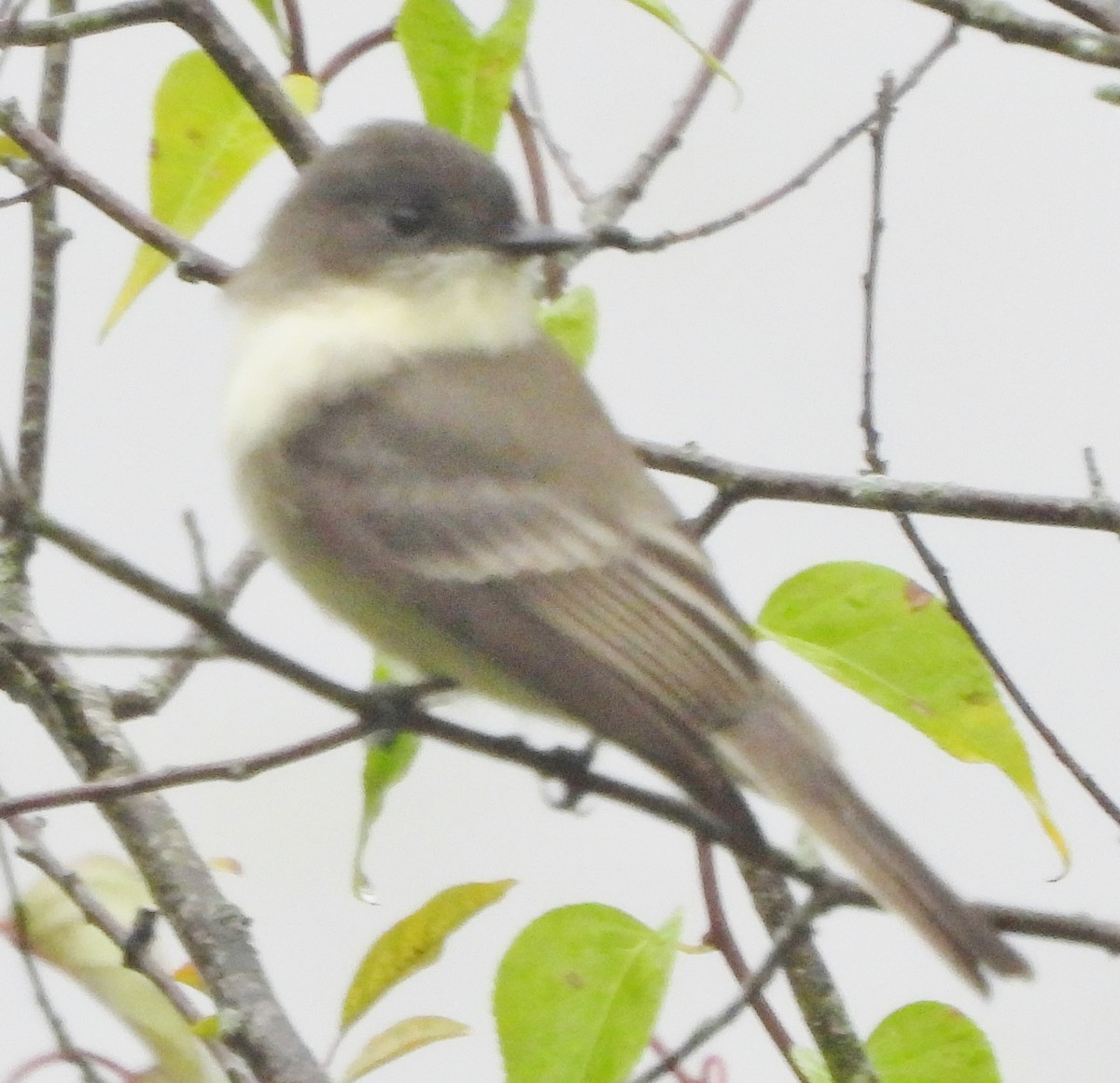 Eastern Phoebe - ML624189485