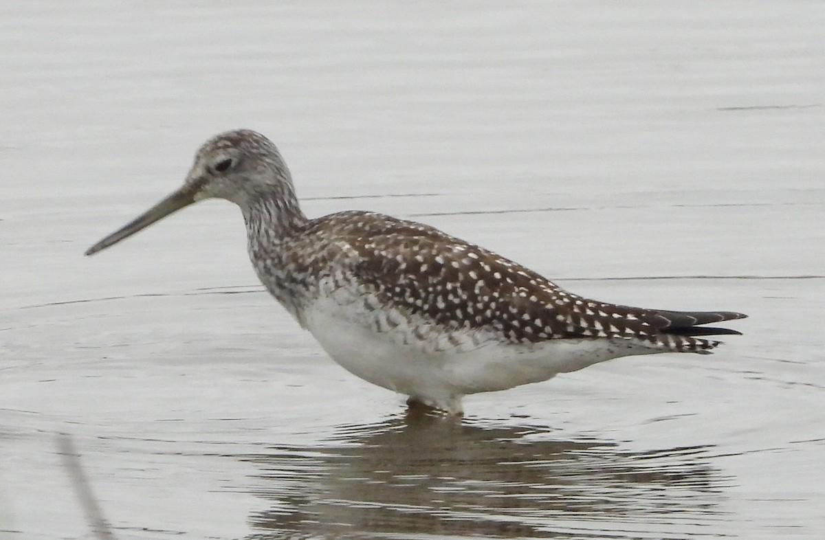 Greater Yellowlegs - ML624189499