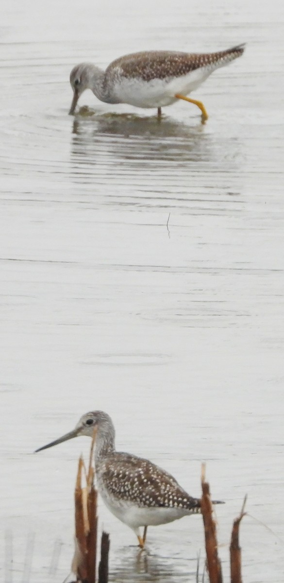 Greater Yellowlegs - ML624189501