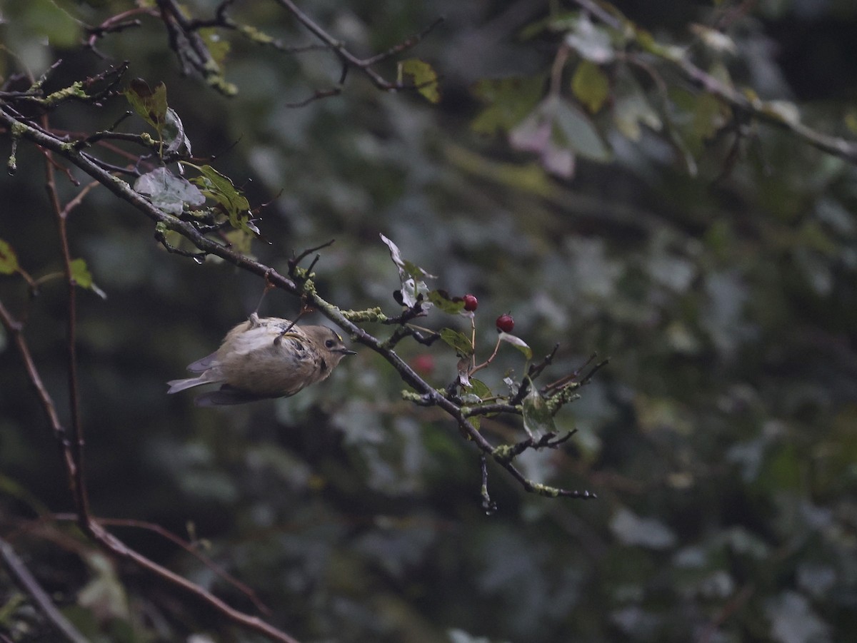 Goldcrest - ML624189503