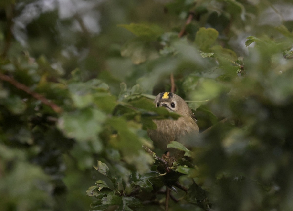 Goldcrest - ML624189504