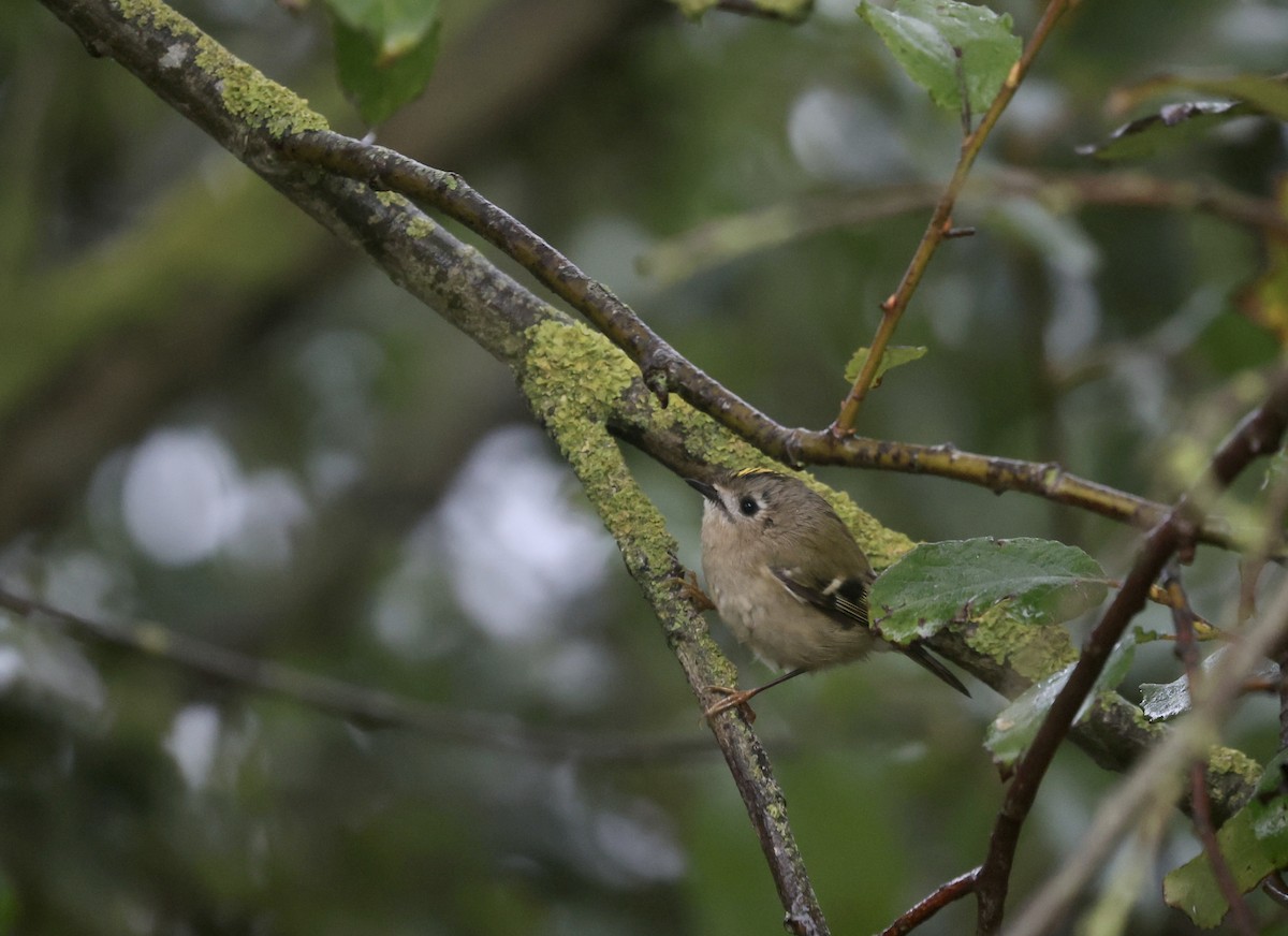 Goldcrest - Will Scott