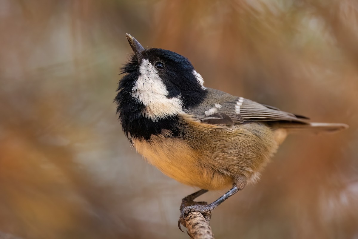 Coal Tit (Atlas) - Jaap Velden
