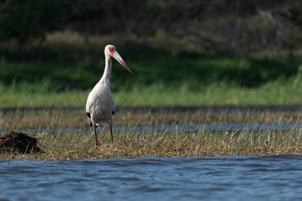 Maguari Stork - ML624189527