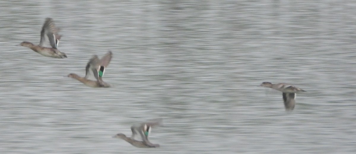 Green-winged Teal - ML624189528