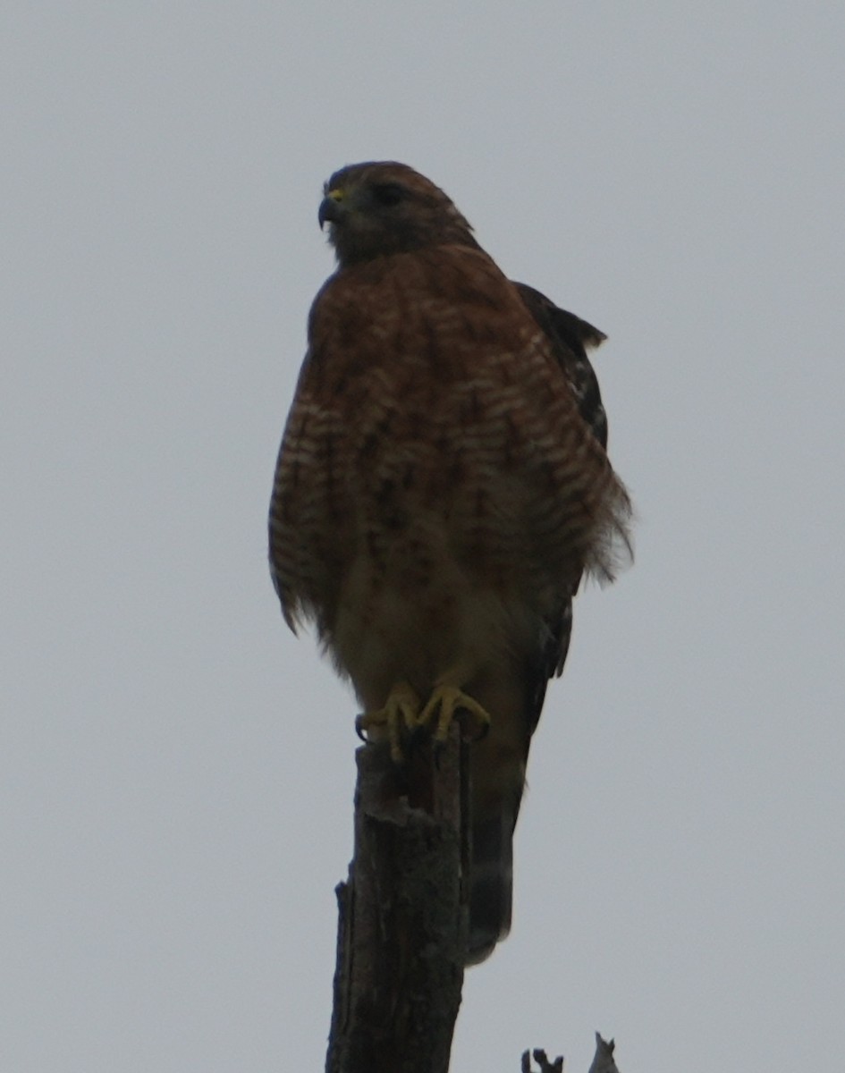 Red-shouldered Hawk - Melody Ragle