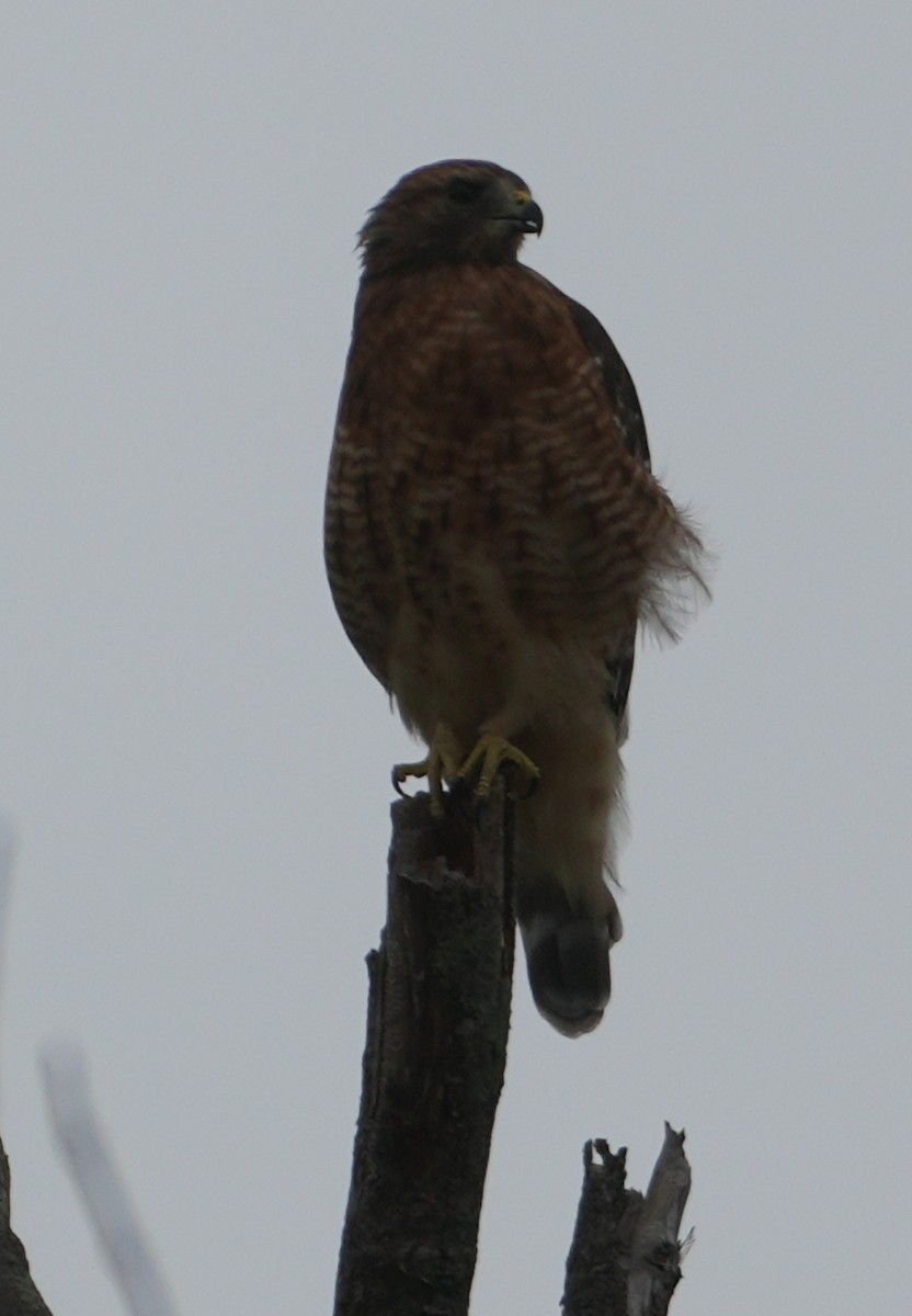 Rotschulterbussard - ML624189543