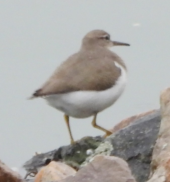 Spotted Sandpiper - ML624189547