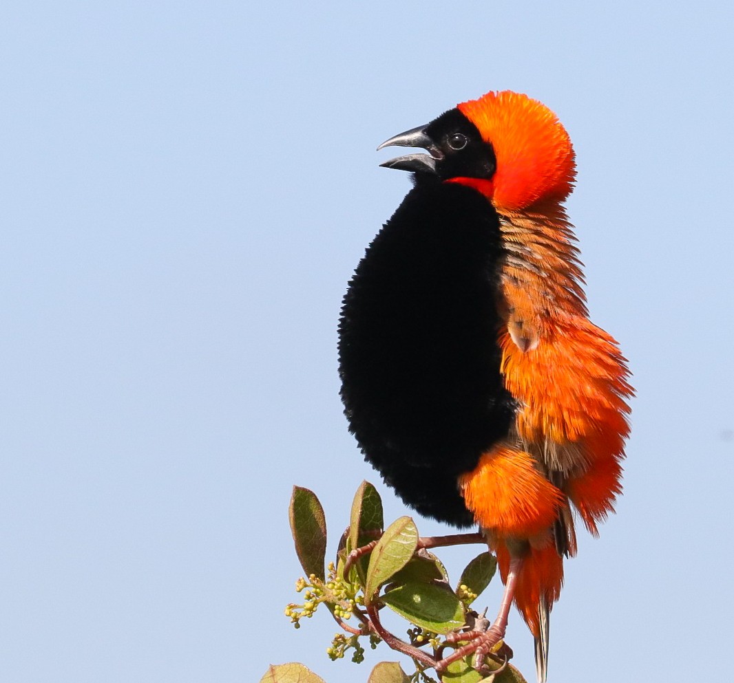 Southern Red Bishop - ML624189567