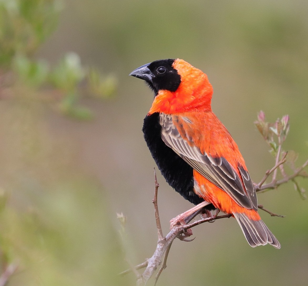 Southern Red Bishop - ML624189568