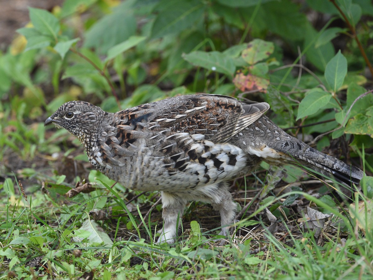 Ruffed Grouse - ML624189615