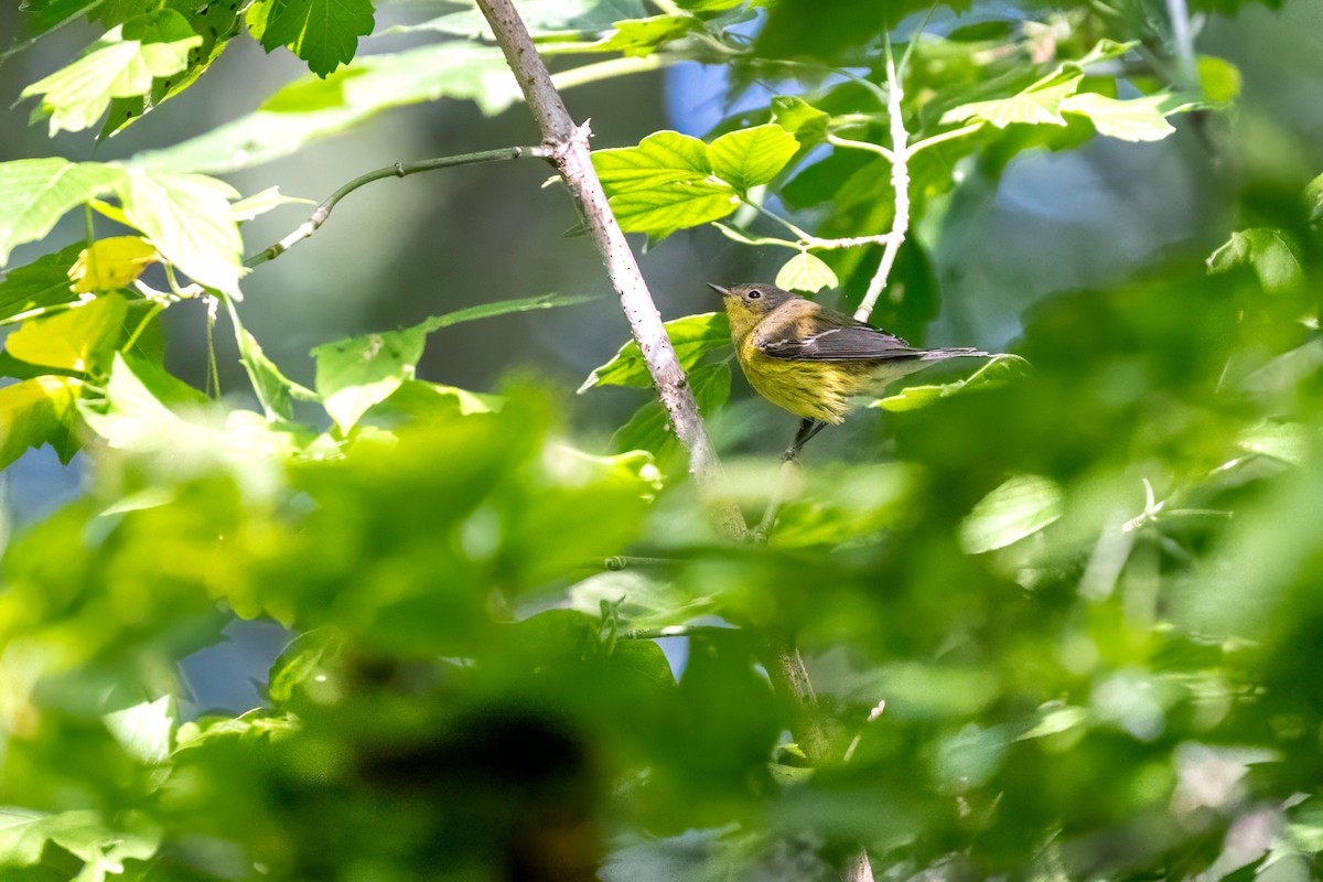 Magnolia Warbler - ML624189616