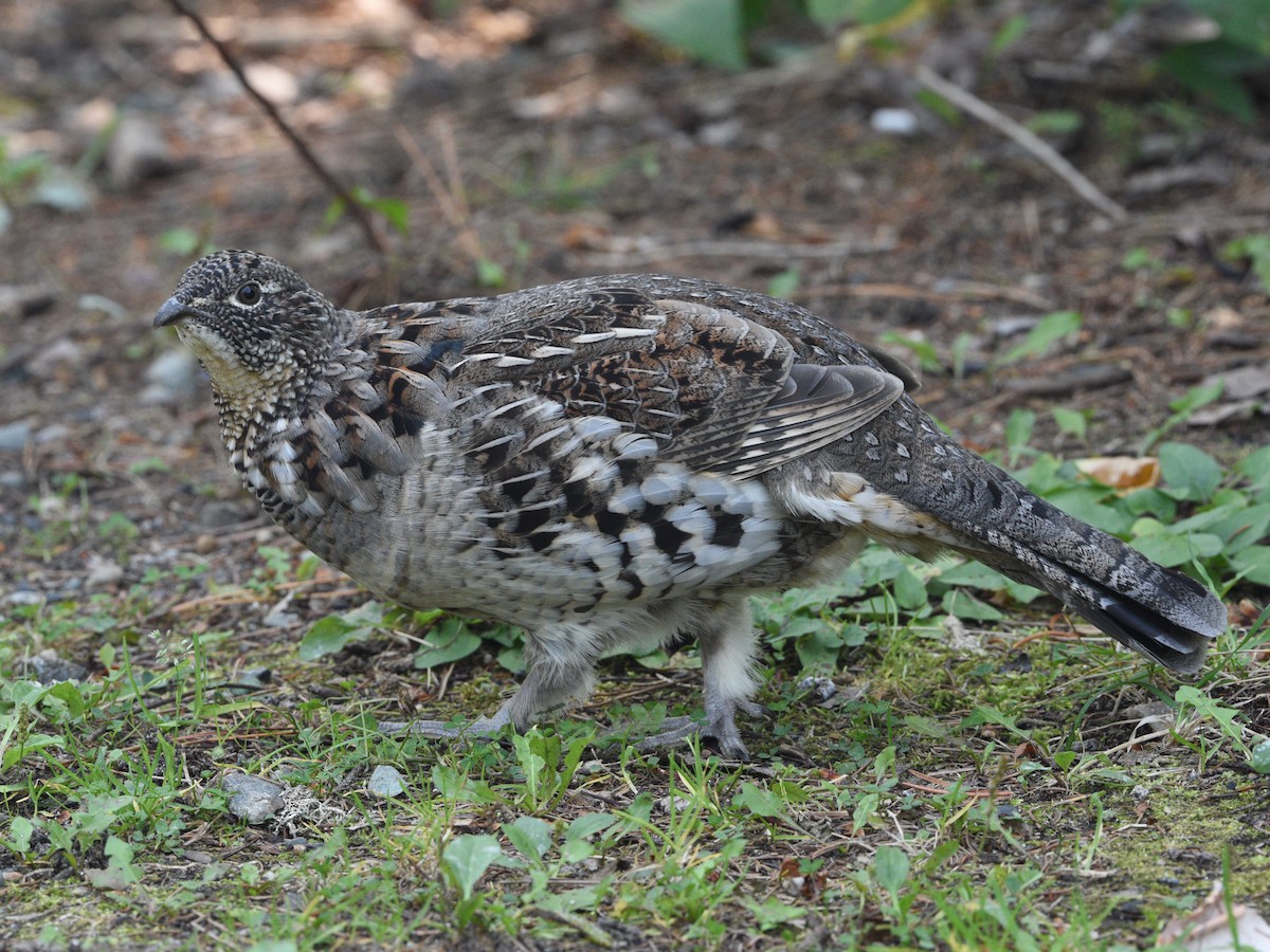 Ruffed Grouse - ML624189623