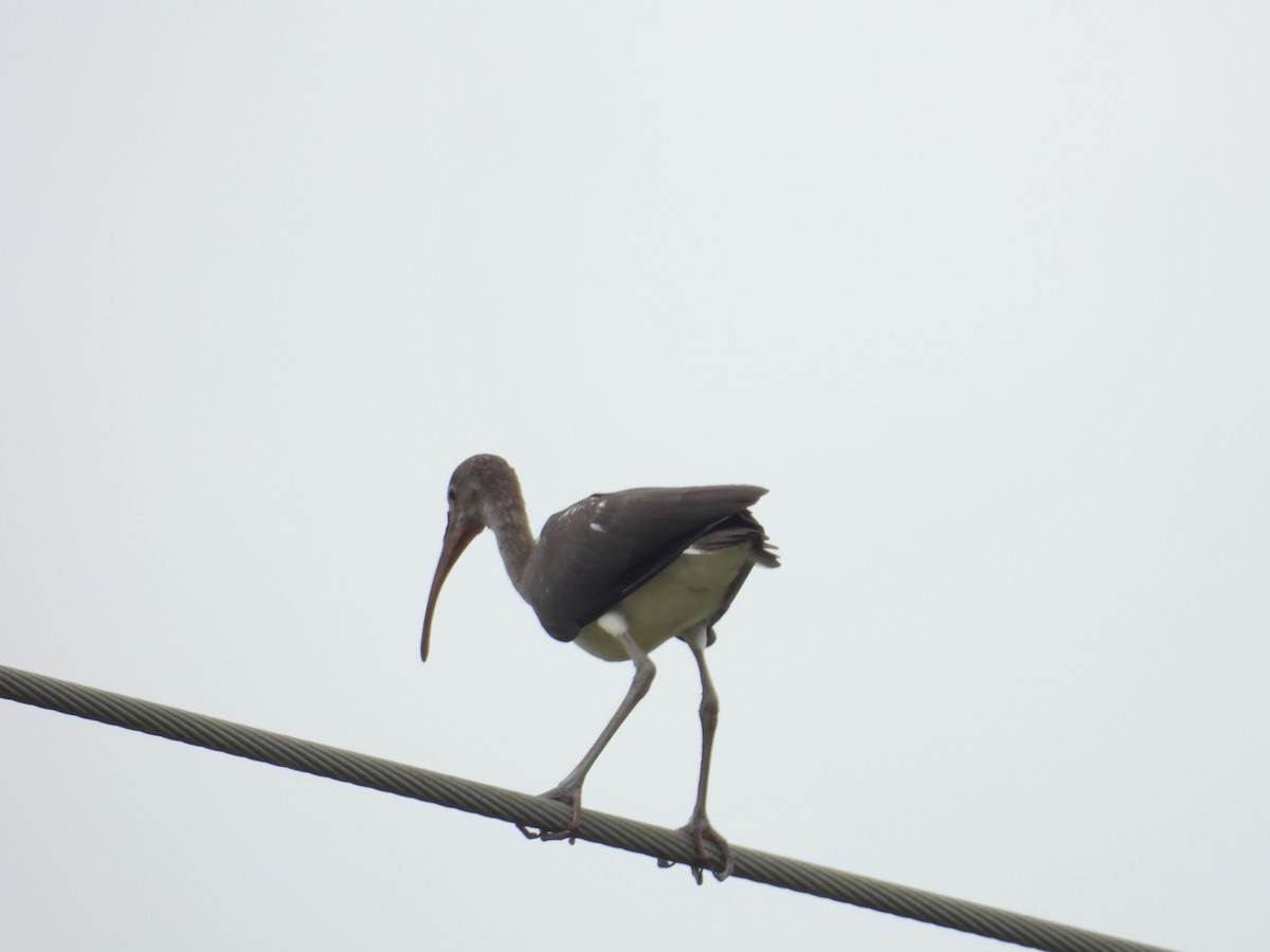 White Ibis - ML624189629
