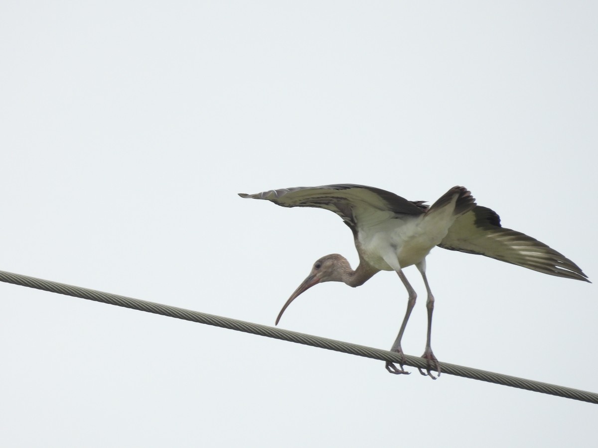 White Ibis - ML624189630