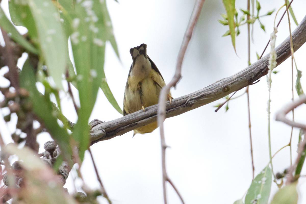 Blackpoll Warbler - ML624189645