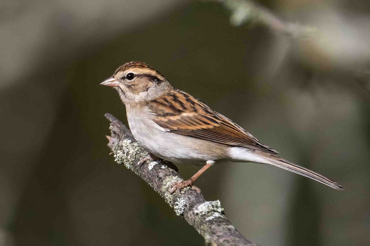 Chipping Sparrow - ML624189649