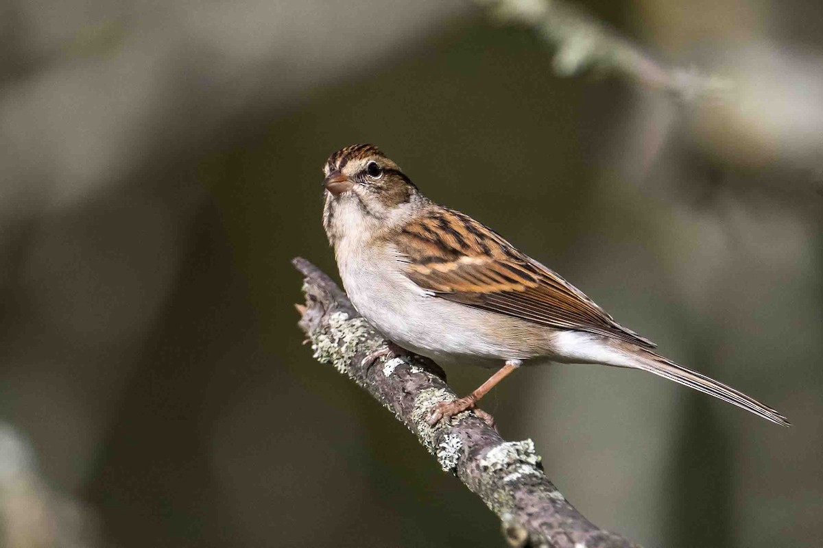 Chipping Sparrow - ML624189650