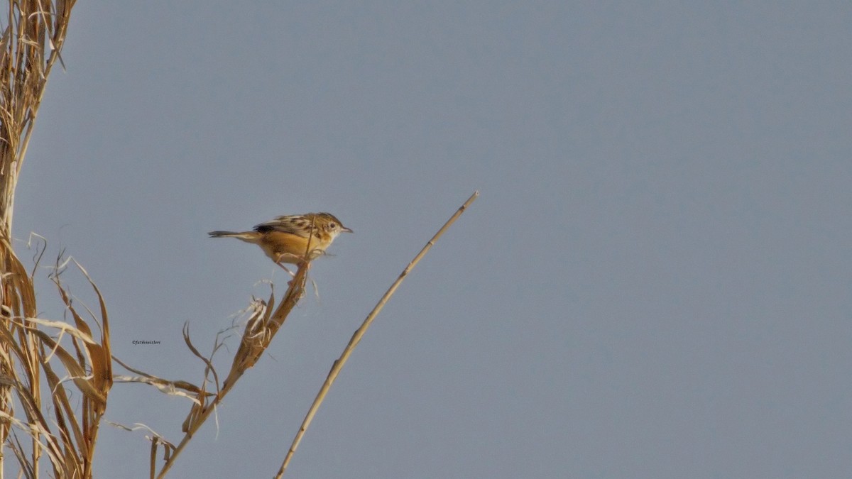 Zitting Cisticola - ML624189660