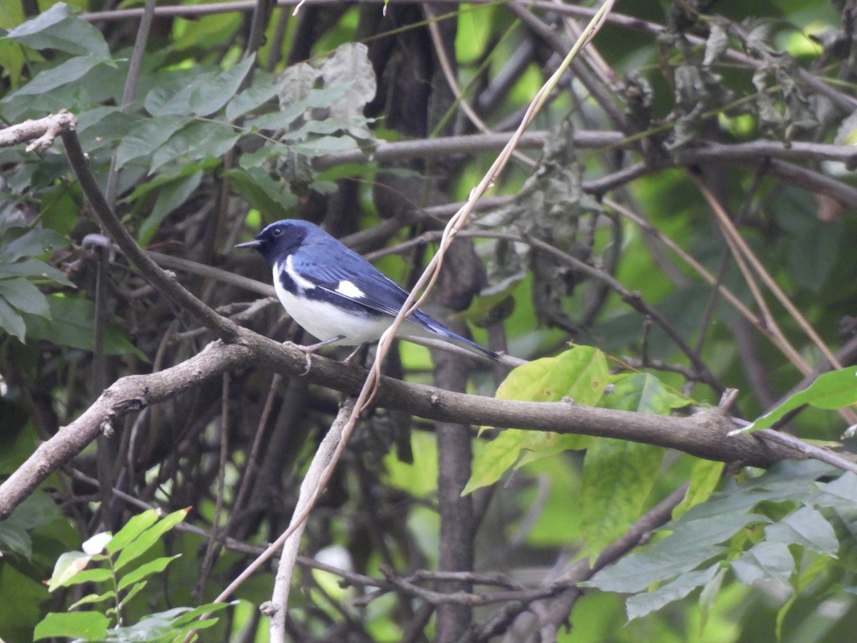 Black-throated Blue Warbler - Colin Danch