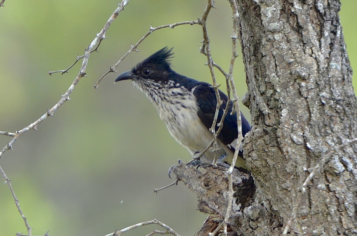 Levaillant's Cuckoo - ML624189678