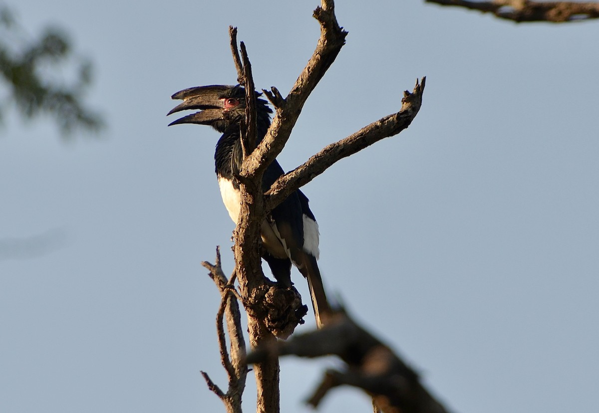 Trumpeter Hornbill - ML624189692