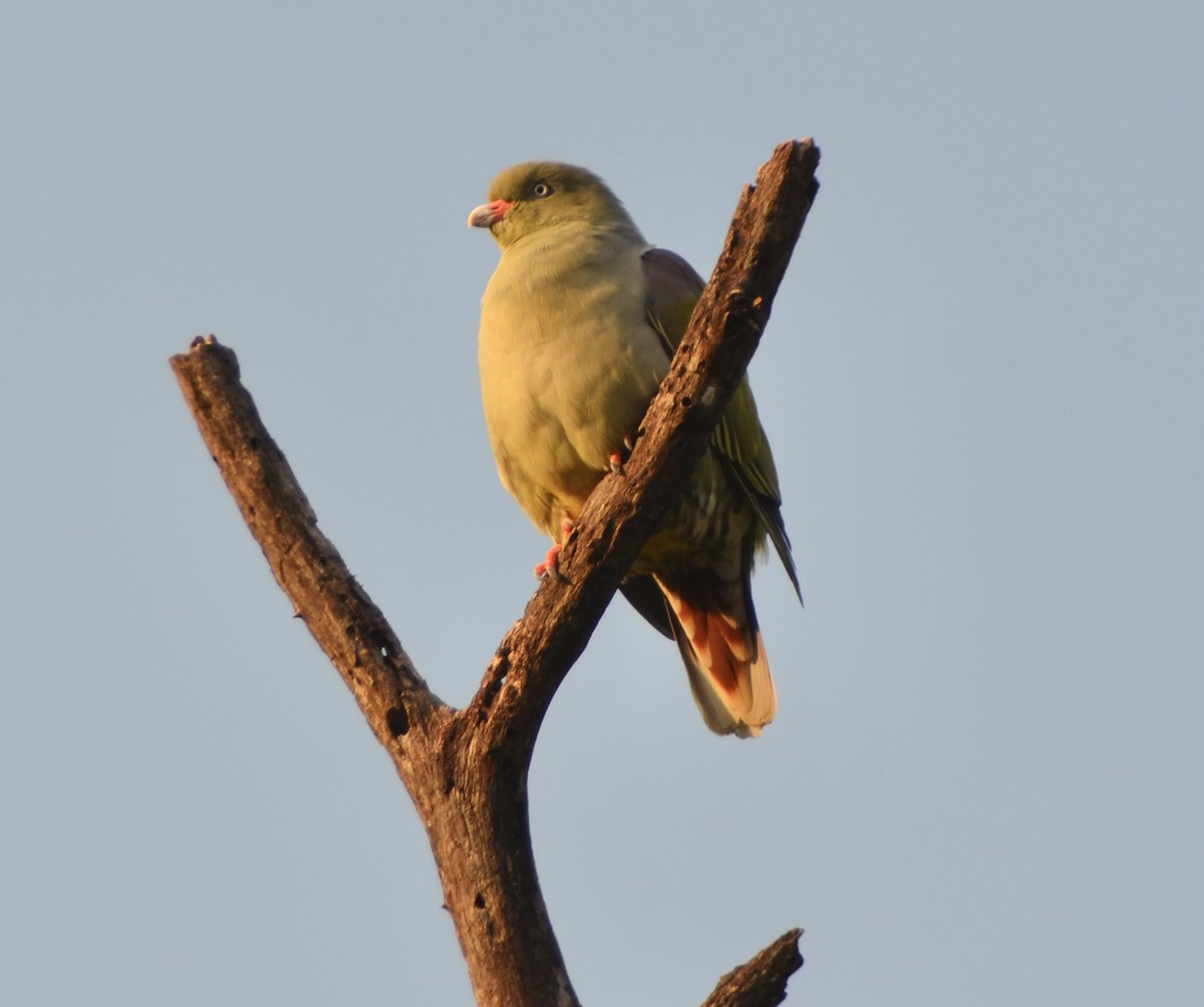 African Green-Pigeon - ML624189704