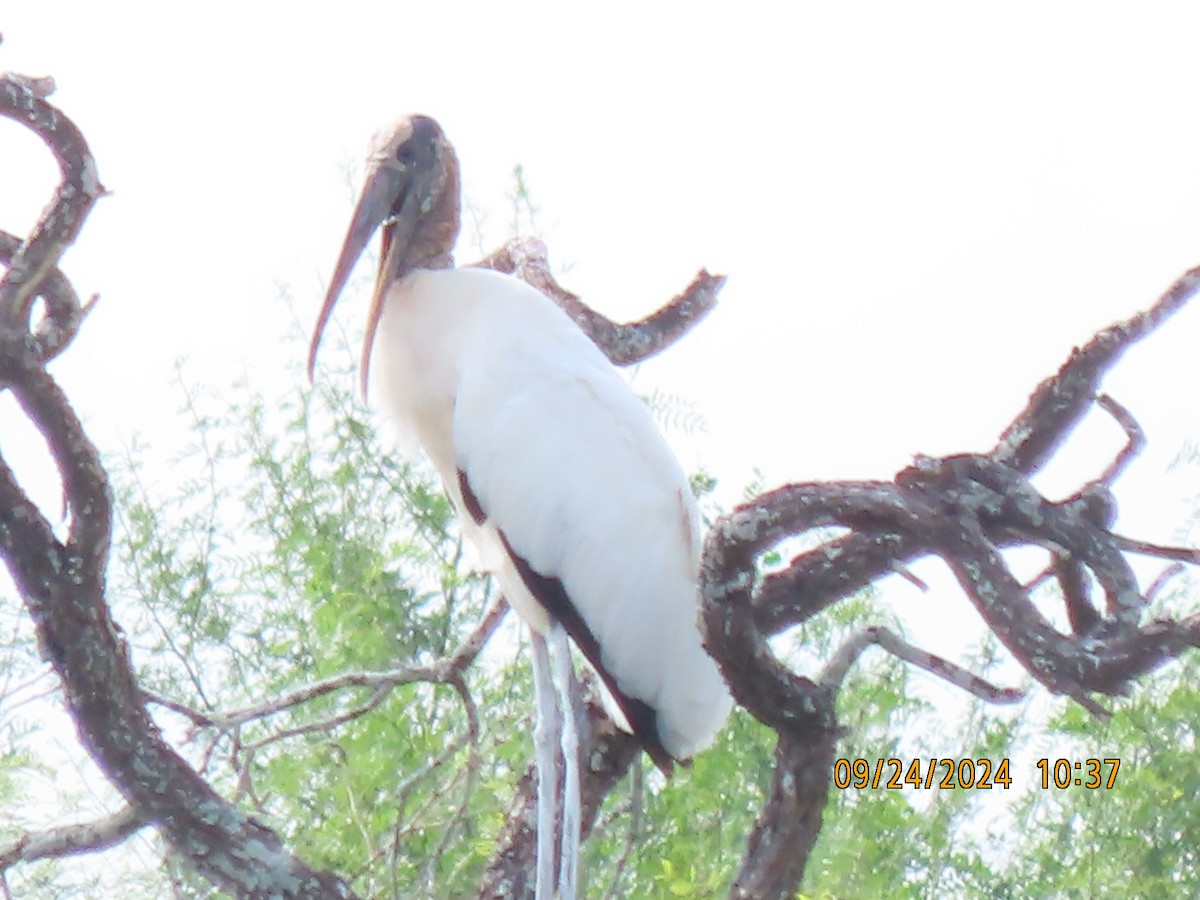 Wood Stork - ML624189725