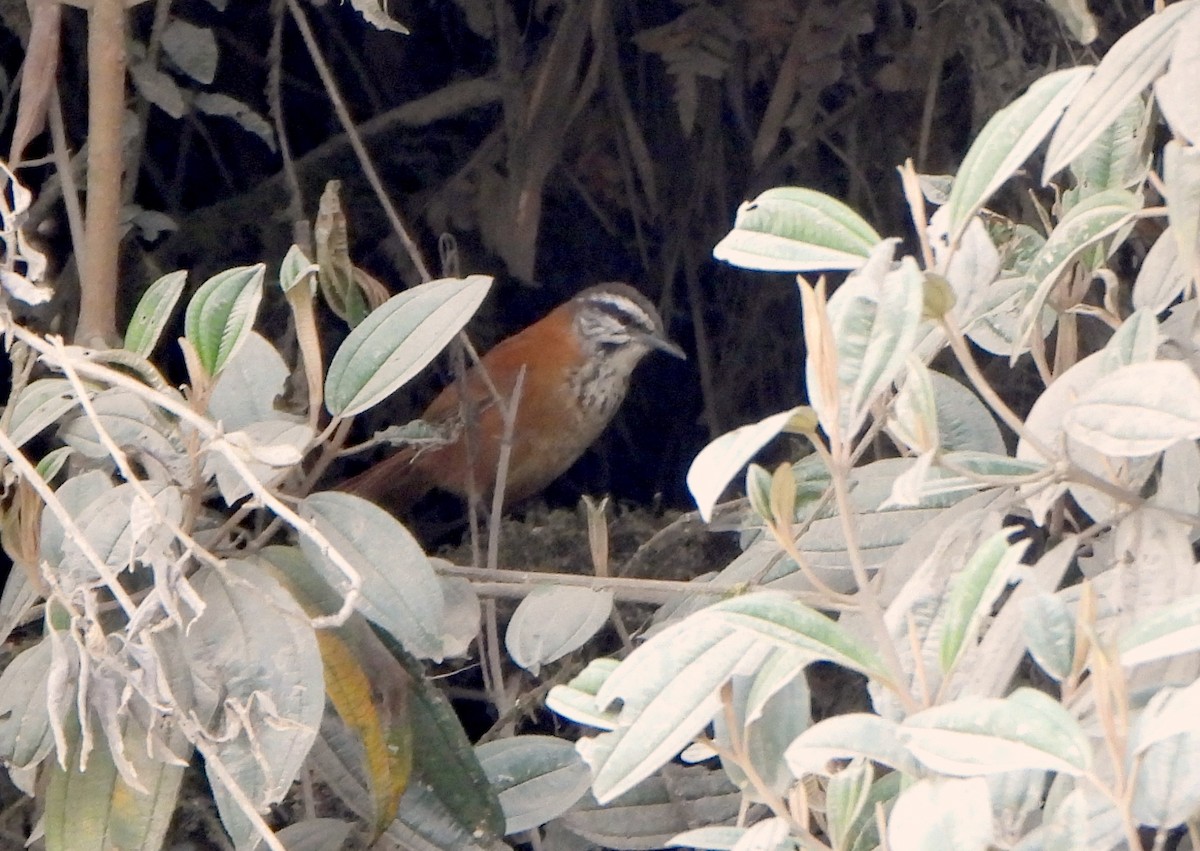 Inca Wren - ML624189731