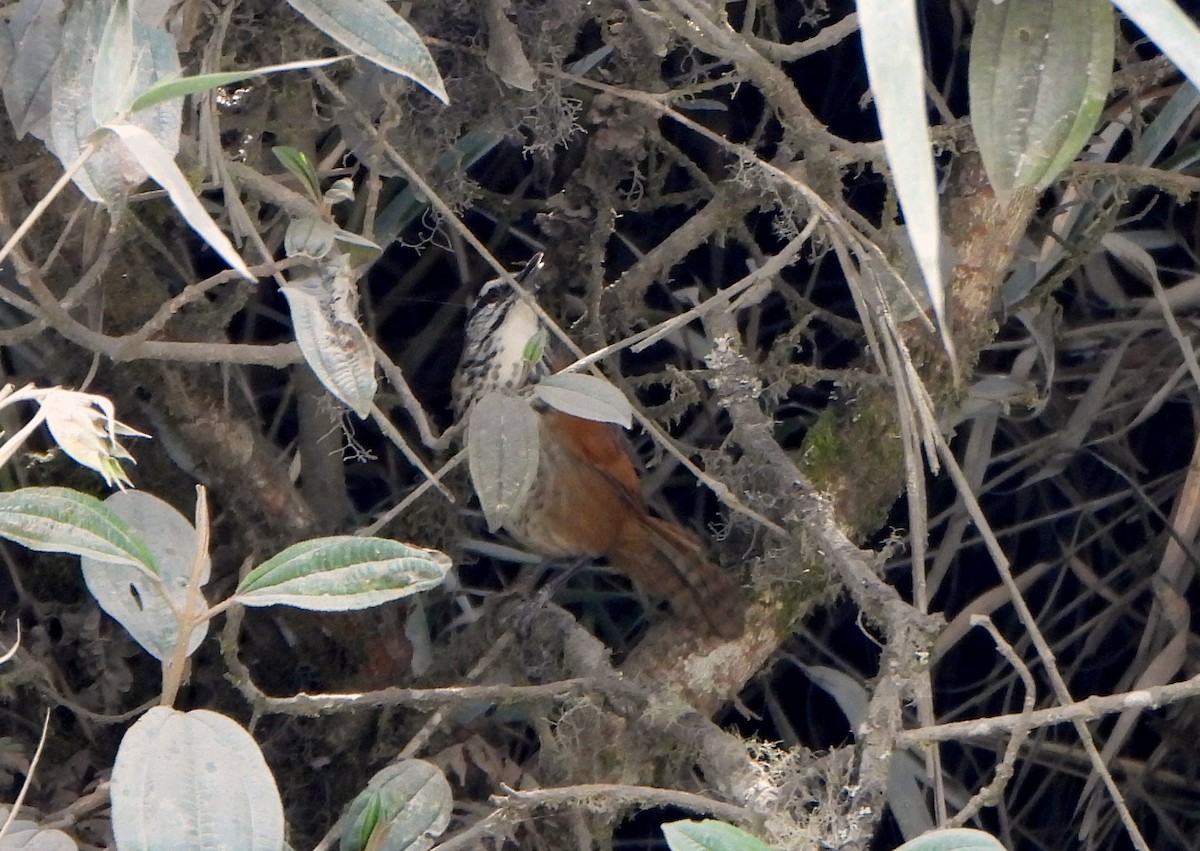 Inca Wren - ML624189732