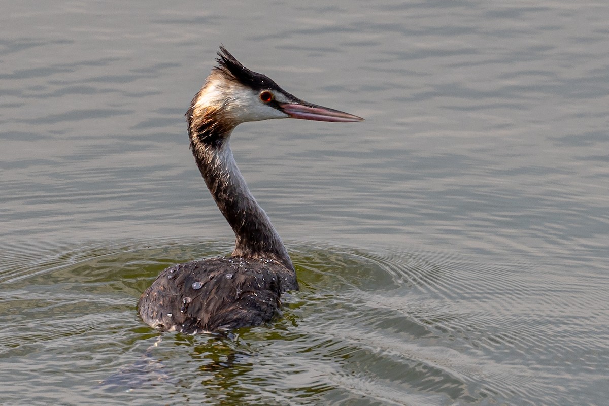 Great Crested Grebe - ML624189733