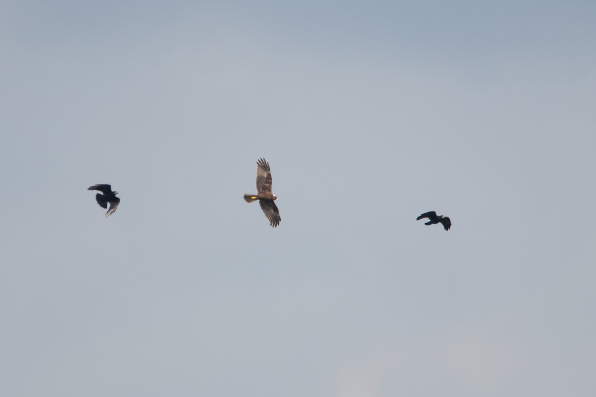 Western Marsh Harrier - Neil Loverock