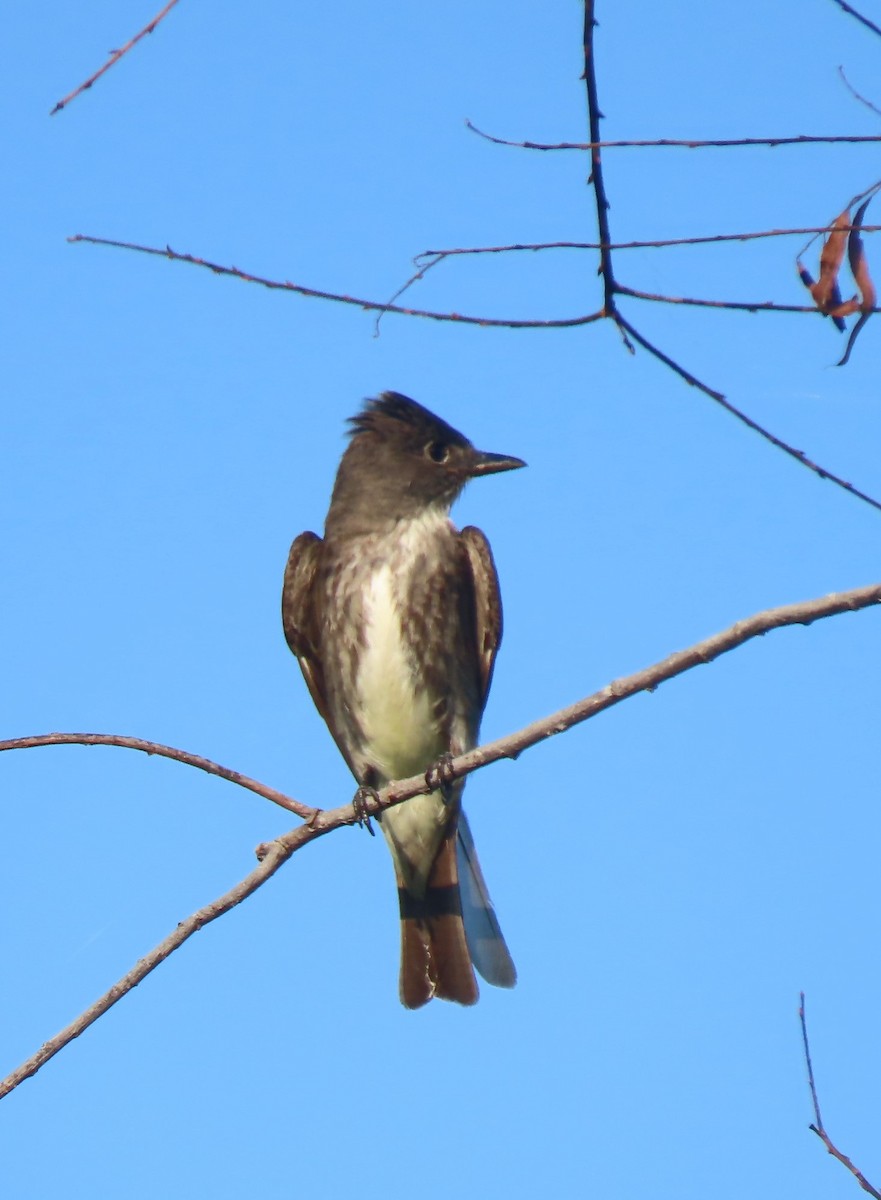 Olive-sided Flycatcher - ML624189750