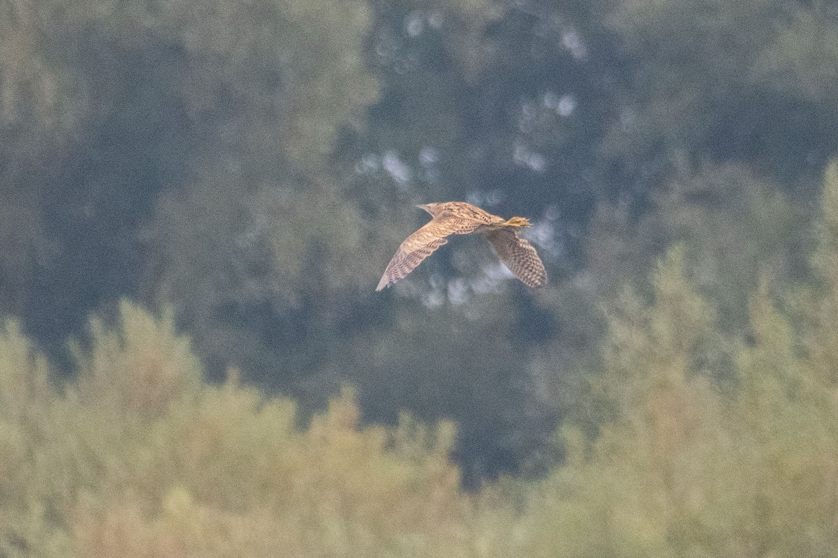 Great Bittern - ML624189752