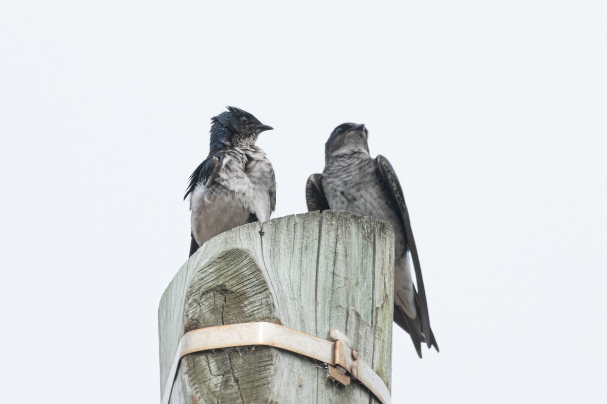 Gray-breasted Martin - ML624189753