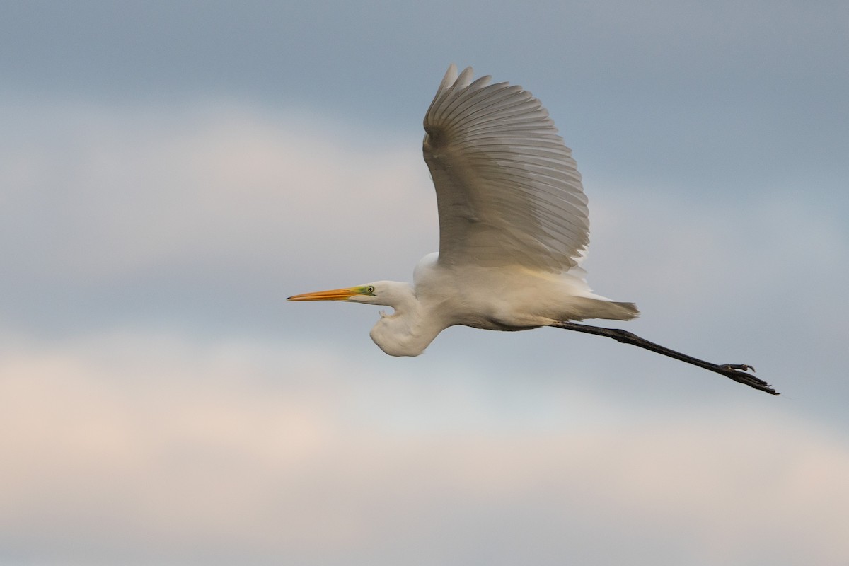 Great Egret - ML624189756