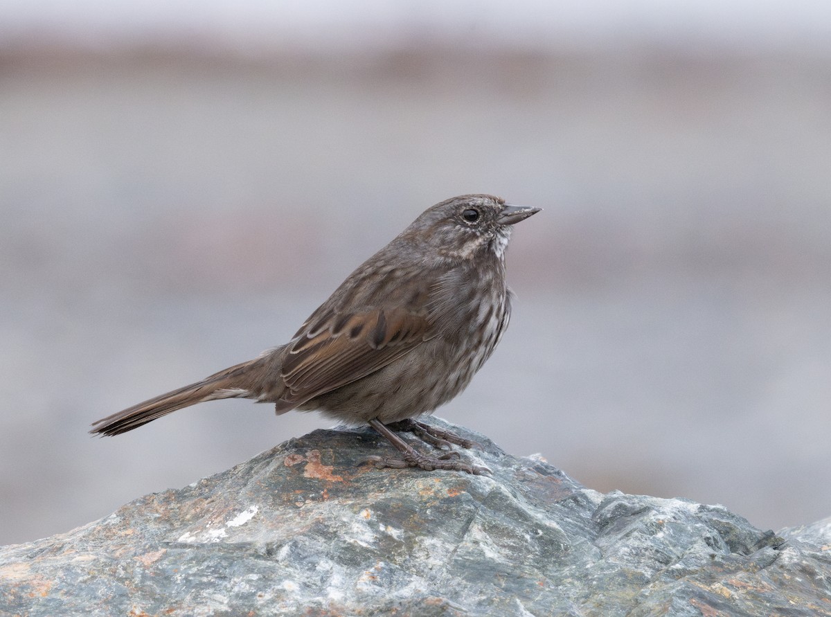 Song Sparrow - ML624189761