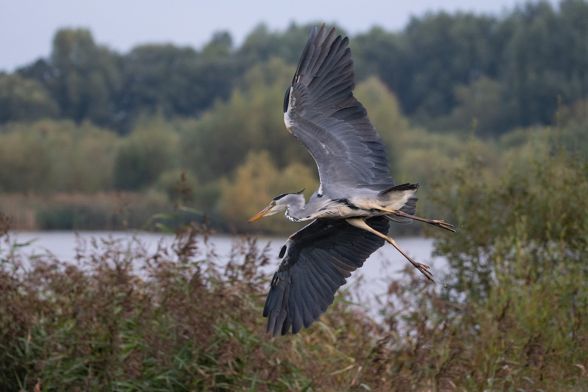 Gray Heron - ML624189763