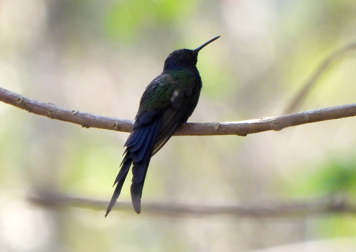 Swallow-tailed Hummingbird - Klaus Lachenmaier