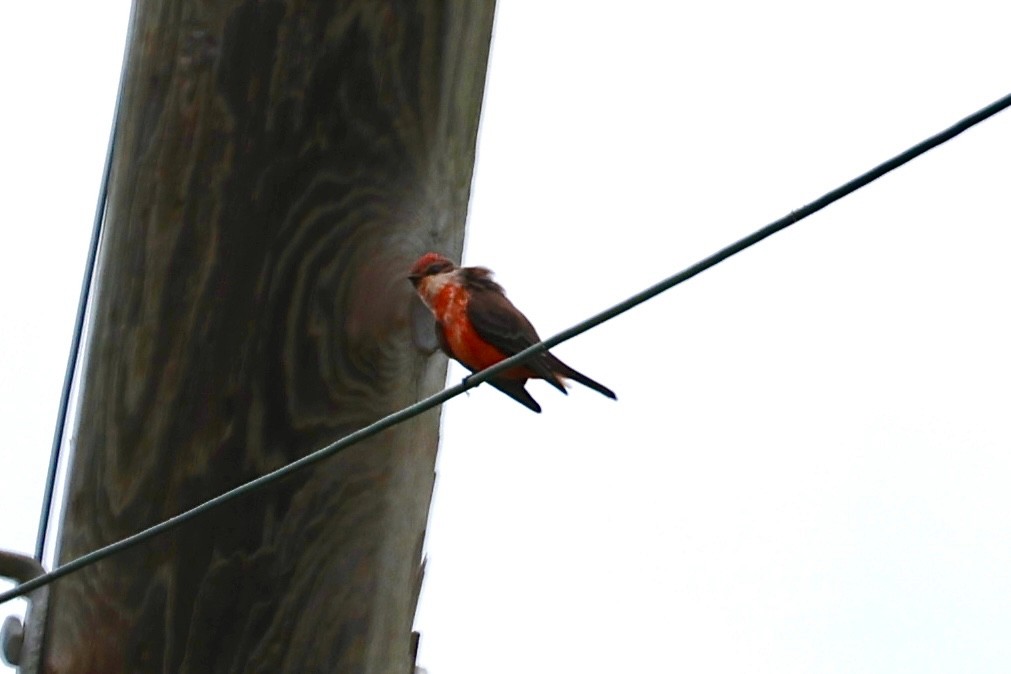 Vermilion Flycatcher - ML624189788