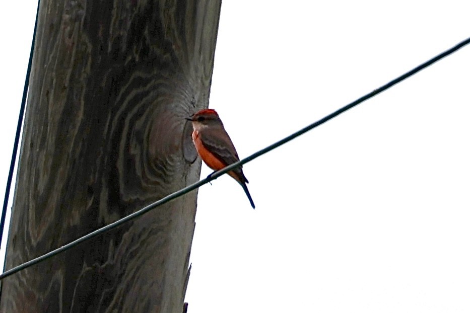 Vermilion Flycatcher - ML624189789