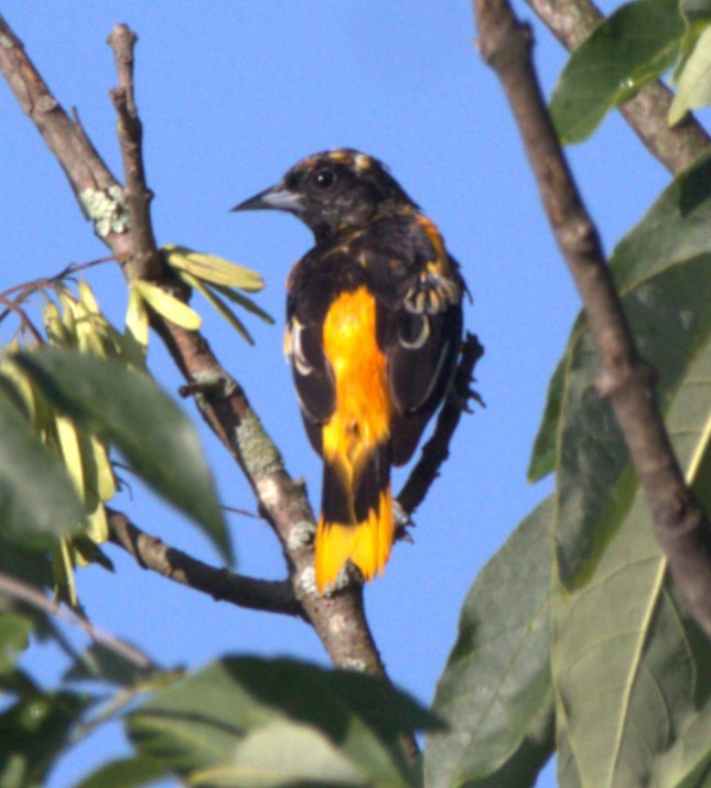 Baltimore Oriole - ML624189790