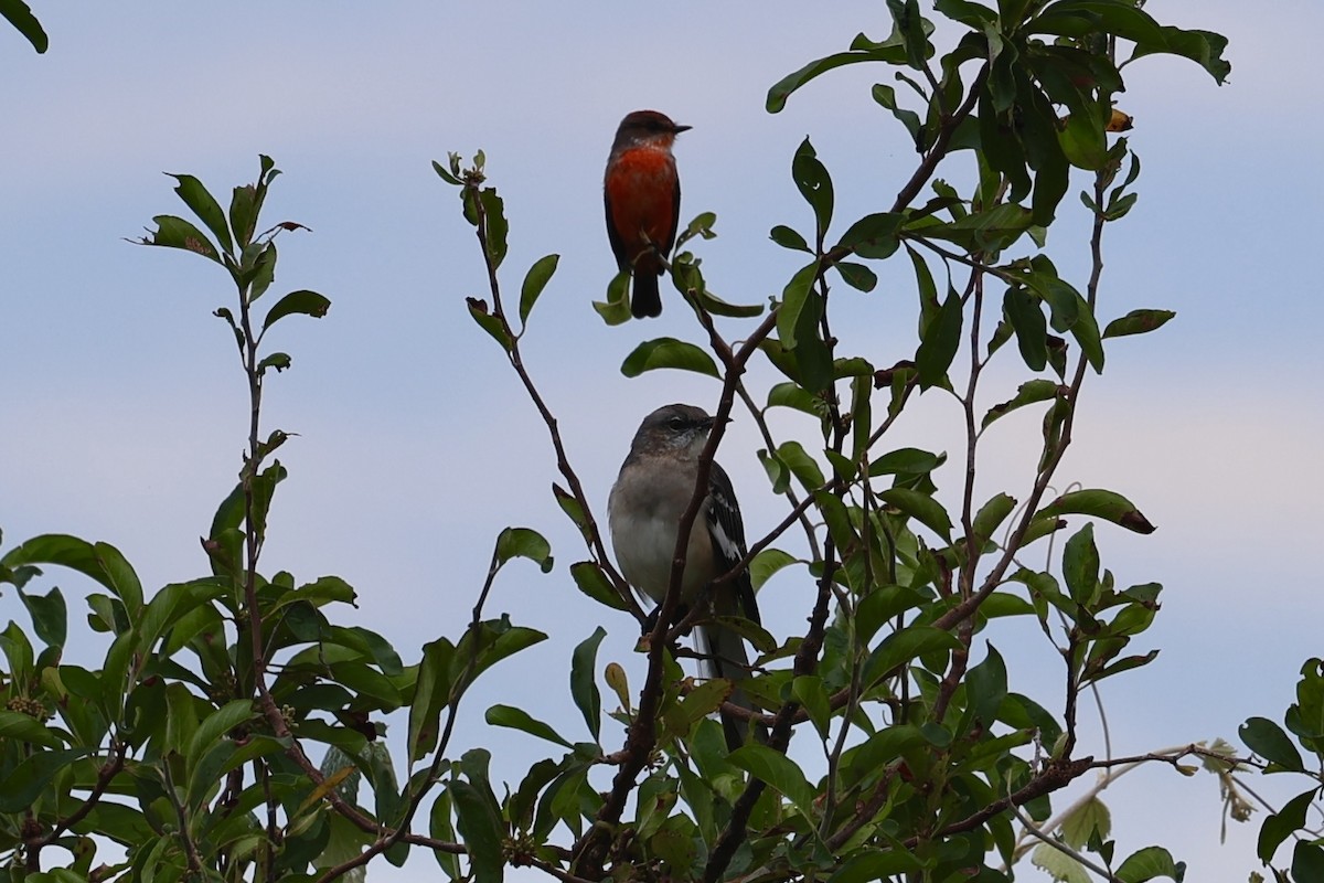 Vermilion Flycatcher - ML624189795