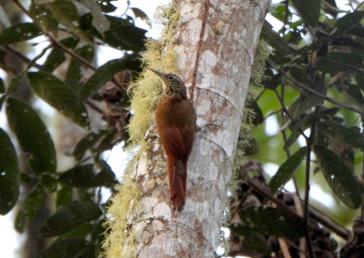 Montane Woodcreeper - Klaus Lachenmaier