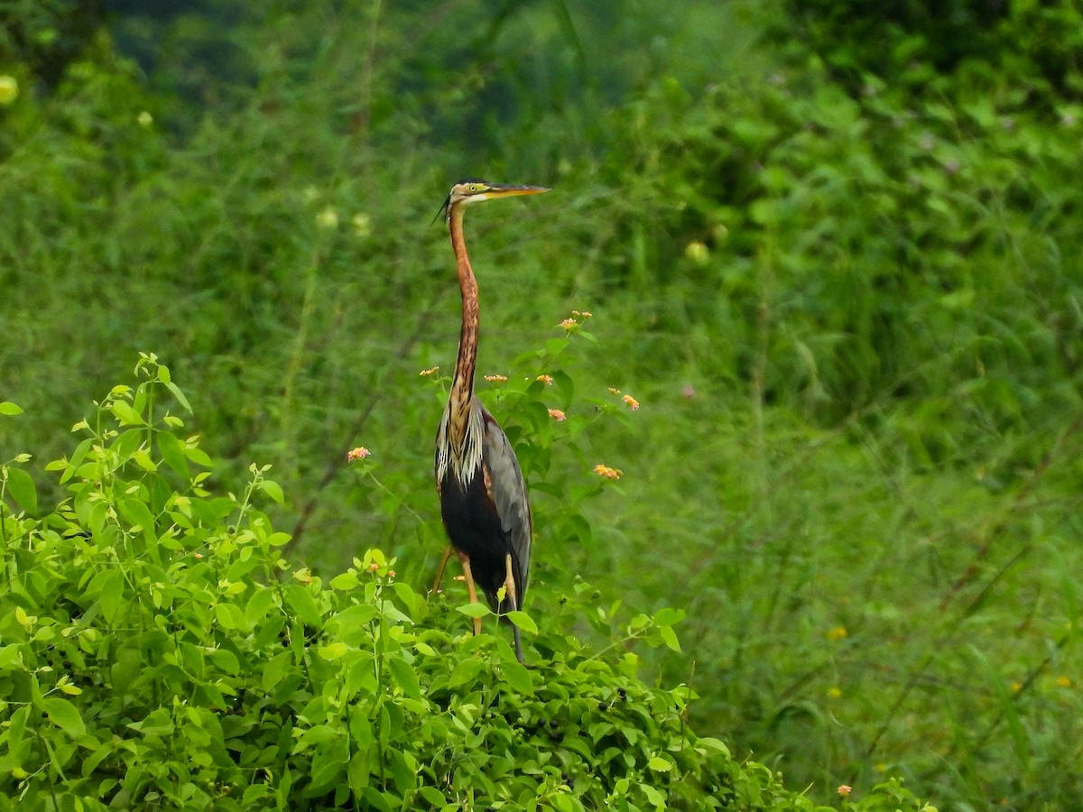 Purple Heron - VAibhAV Patil