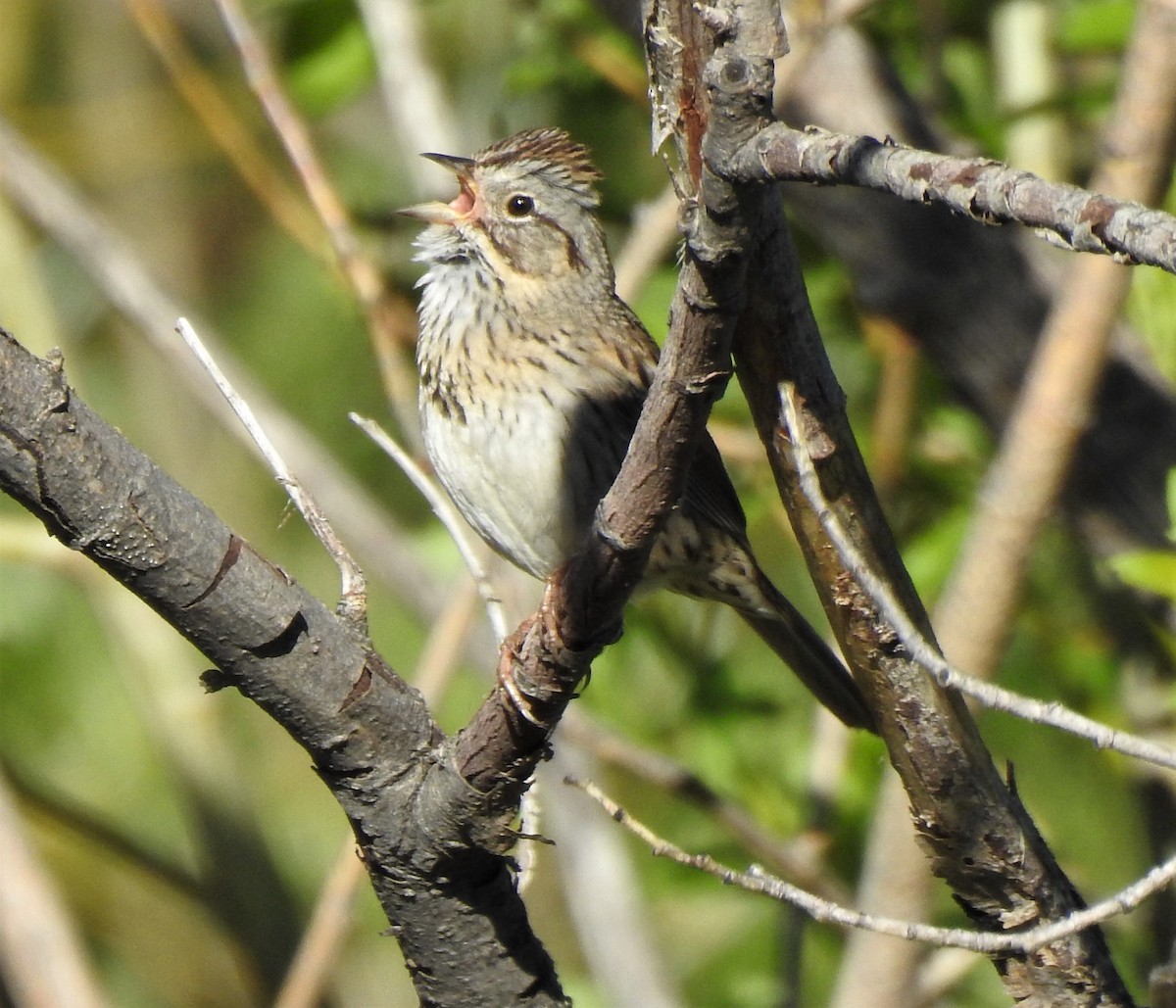 Lincoln's Sparrow - ML624189856