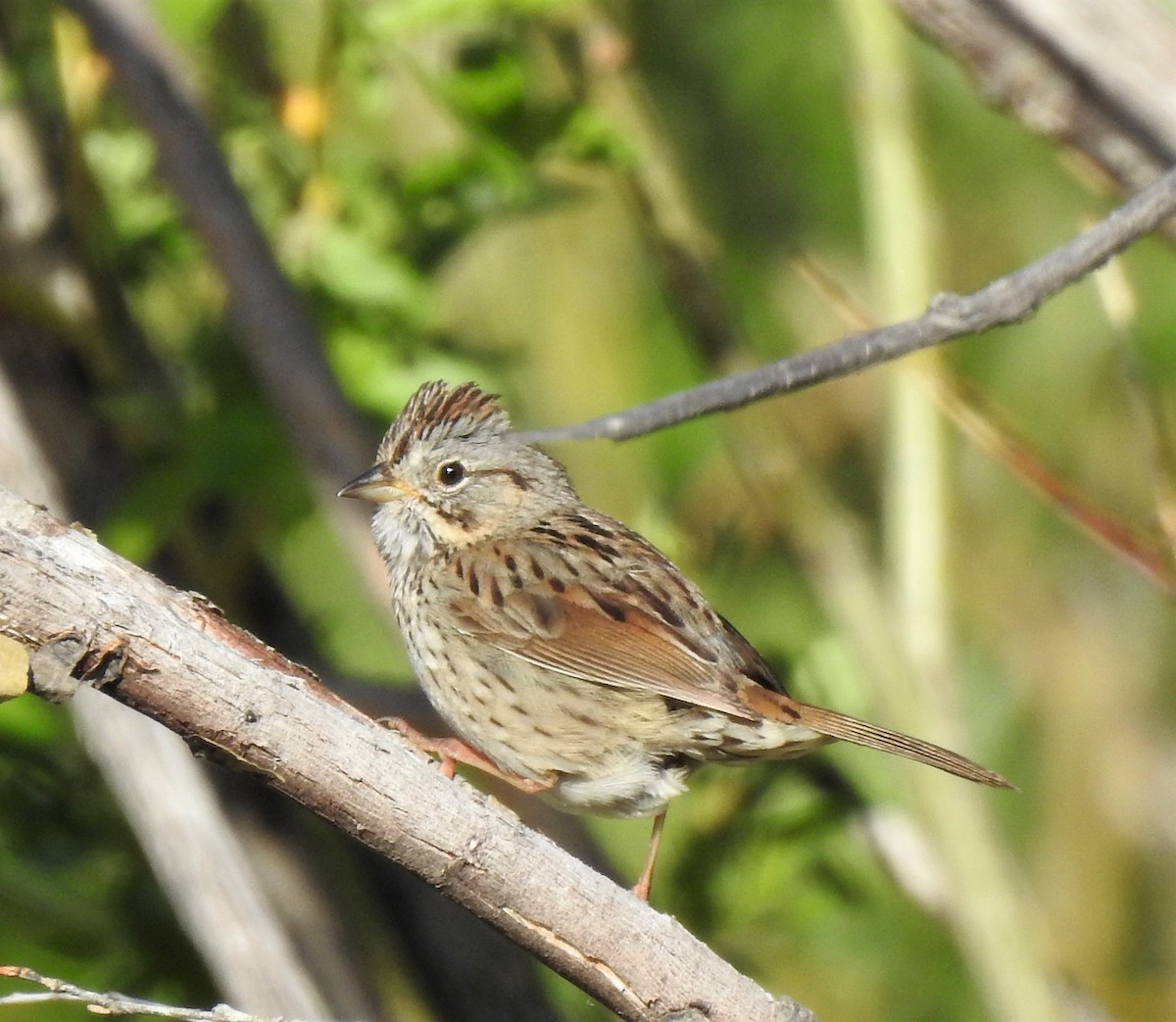 Lincoln's Sparrow - ML624189867