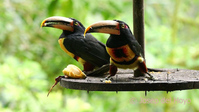 Collared Aracari - ML624189921