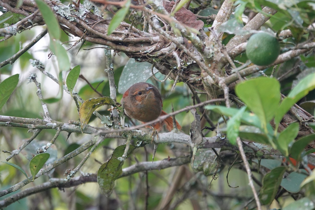 Red-faced Spinetail - ML624189923